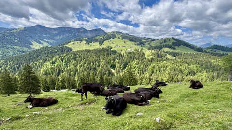 Hof-Gallerie-Bild